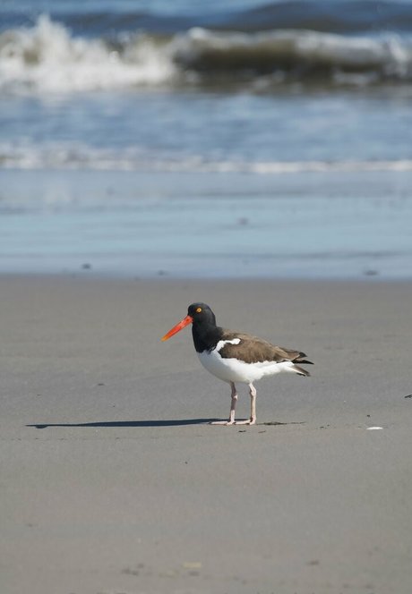 gobirdsbabefree onlyfans leak nudes