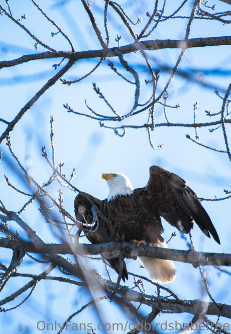 gobirdsbabefree is on onlyfans