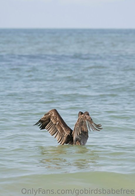gobirdsbabefree leak only fans