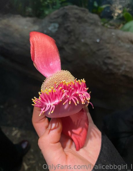 l alicebbgirl l onlyfans leaked photos