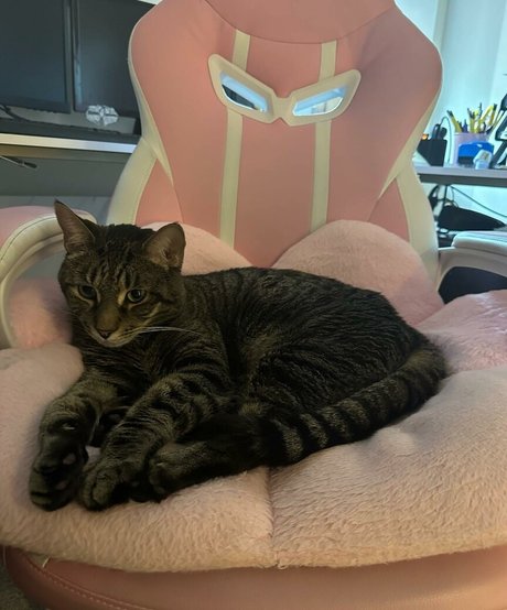 torylovexxx only fans