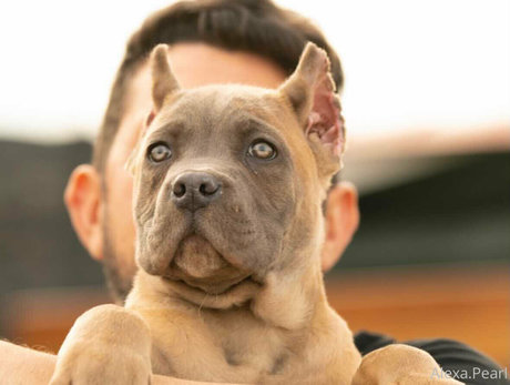 alexapearl onlyfans fuck