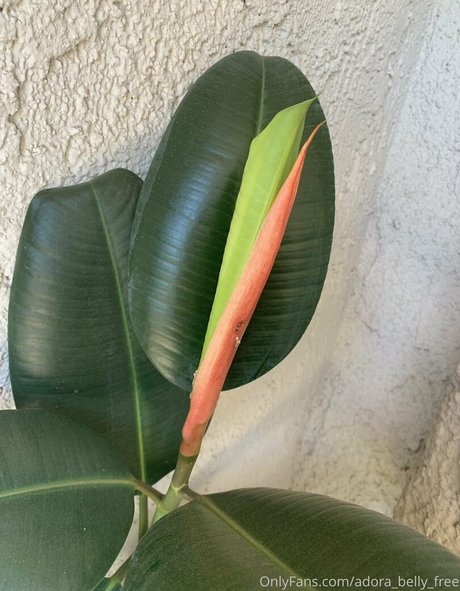 adora belly free onlyfans nudes leaks