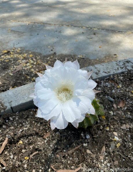 tallielorain leaked onlyfans naked