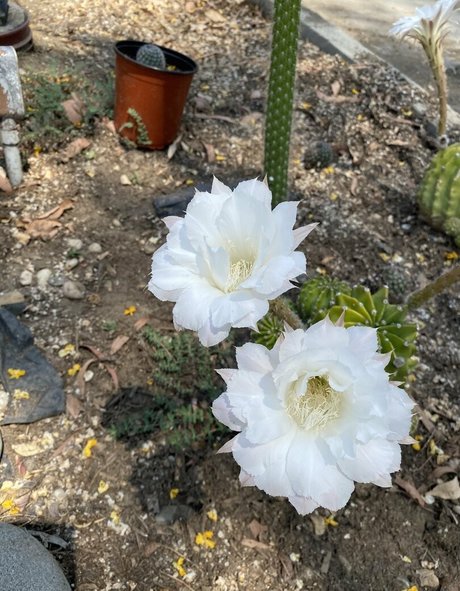 tallielorain only fans leaks