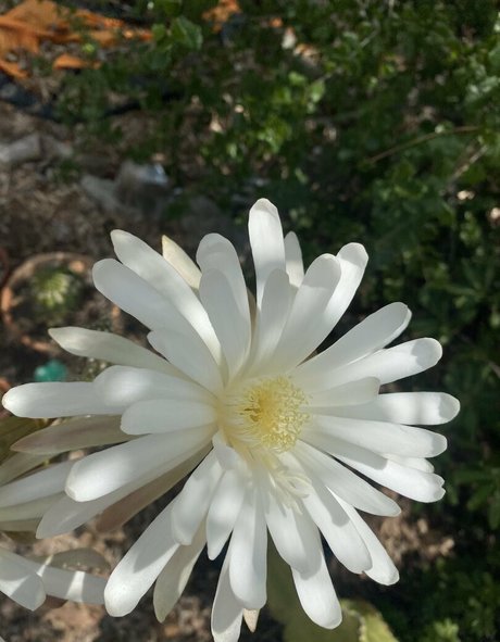 tallielorain onlyfans leaks