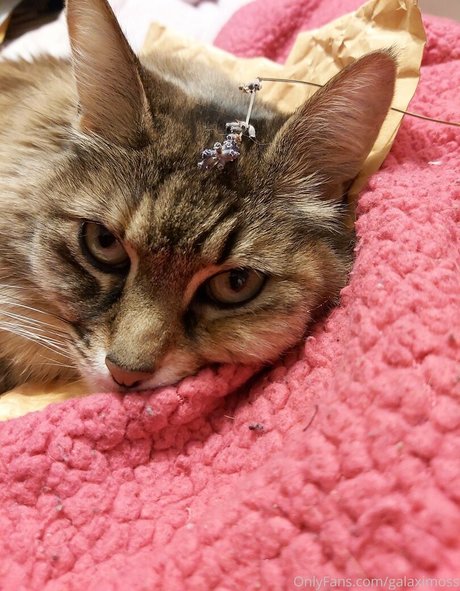 galaximoss onlyfans nude photos