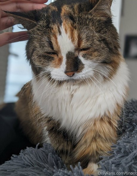 snoot leaks onlyfans