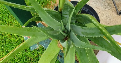 annalicia arts leaked onlyfans porn