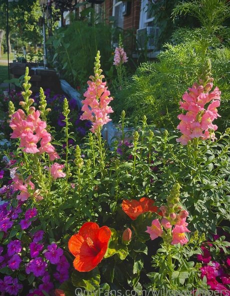 willowwhispers leaks only fans