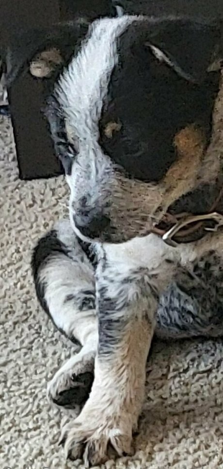 stellightbaby nude onlyfans porn