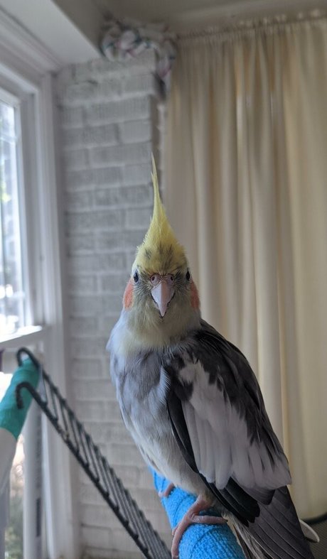 Natalie Minx Profile pic