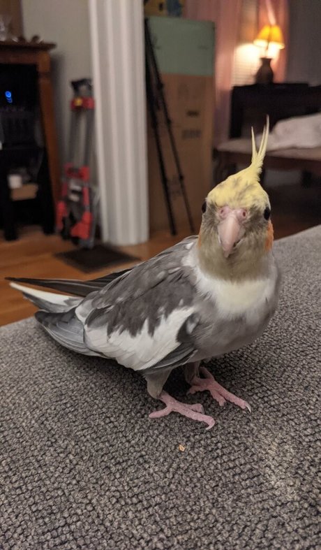 Natalie Minx onlyfans leak ass