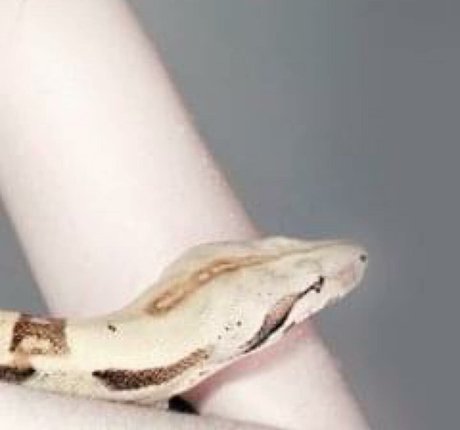 Krisea Marina leaks only fans