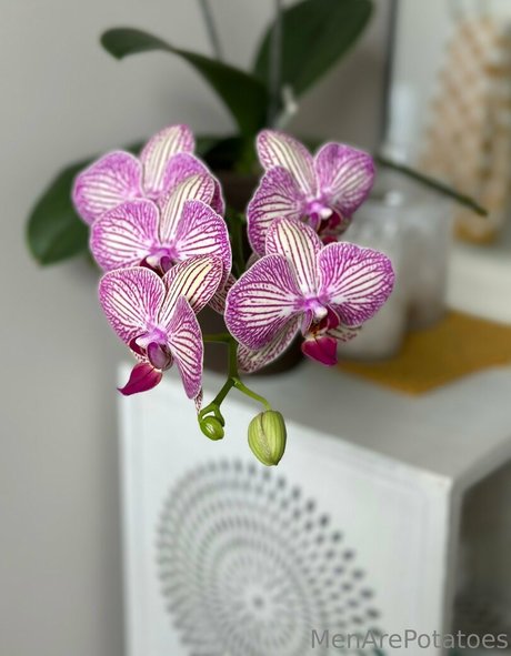 menarepotatoes onlyfans for free