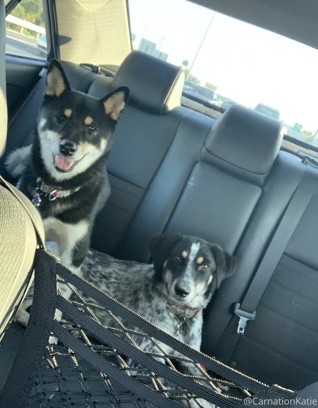 carnationkatie only fans leaks porn