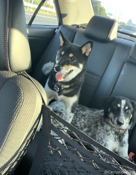 carnationkatie onlyfans leak sex