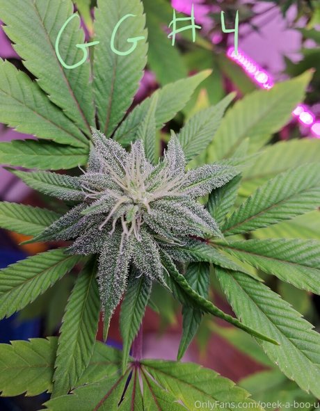 peek a boo u onlyfans sex leaked