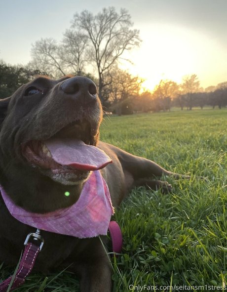 seitansm1stress onlyfans archives