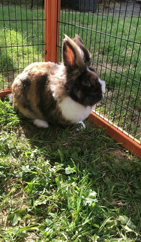 lothianjamie is on onlyfans