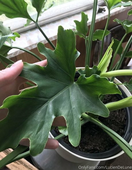 luciendelune onlyfans leak nude