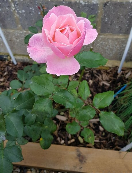 hijabibhabhi nudes onlyfans leaked