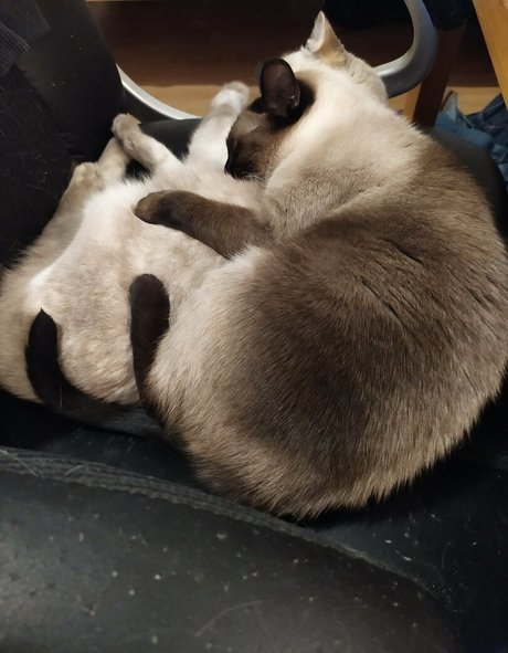 kittykathee onlyfans posts