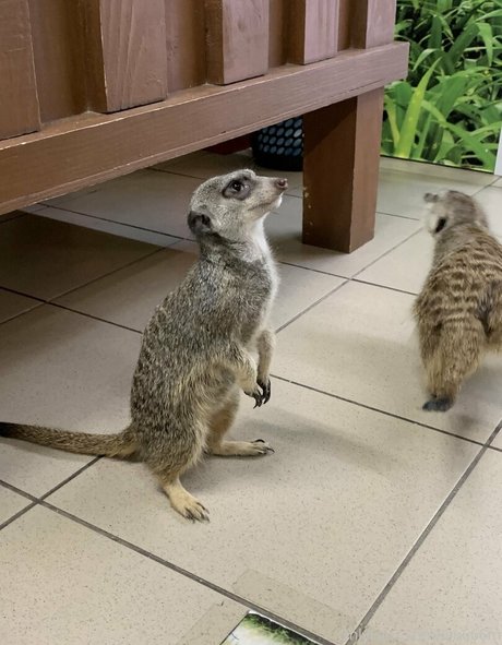 lilu666m onlyfans boobs