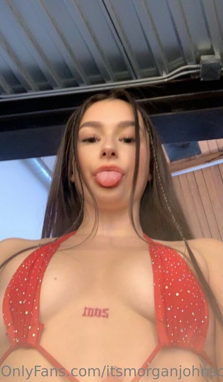 morgie jo star nice img