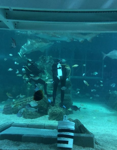 amandadivine pornstar erotic archive