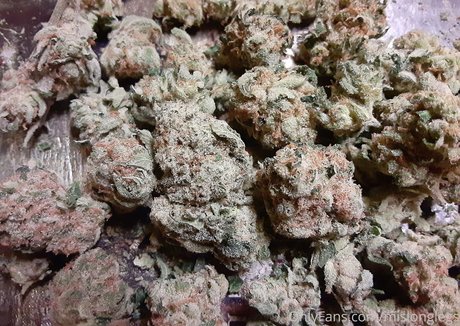 mislonglegs xxx actress pictures