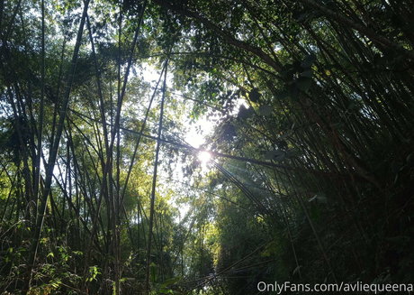 avliequeena star galleries