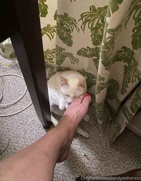 dandyindistress model adult photos