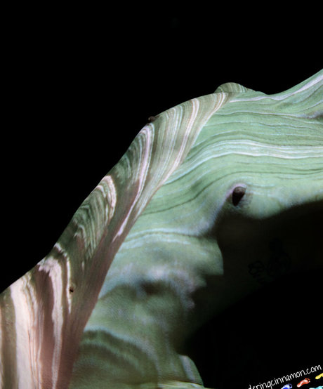 wanderingcinnamon2 model hd img