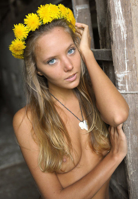 artofdanworld star gallery