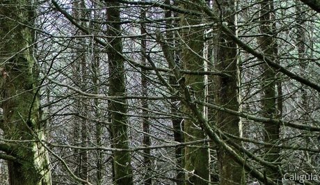 xxxcaligulaxxx erotic pornstar pics