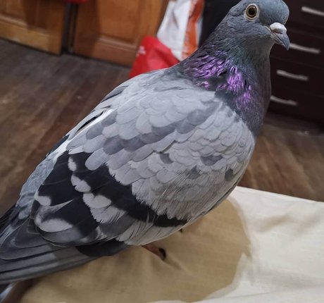 firefliesirl adult actress img