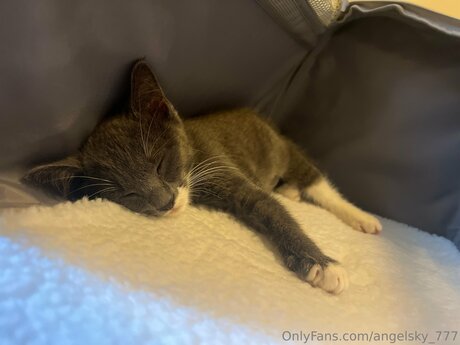 Angelsky 777 star best image