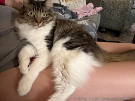 Ilovepussycats111 nudes pornstar img