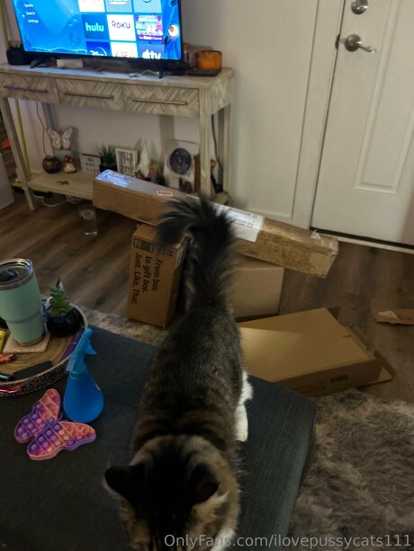 Ilovepussycats111 model perfect picture