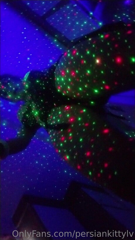 Persiankittylv star high quality photo