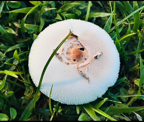 curvy muscle onlyfans art naked photo