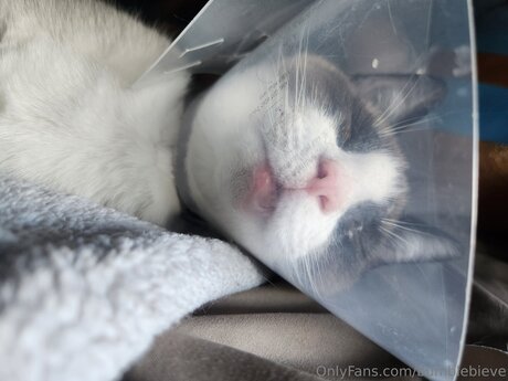 Bumblebieve star perfect pictures