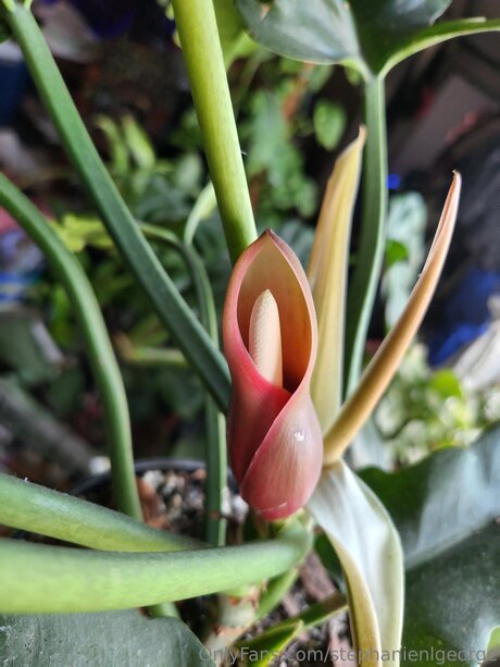 Stephanienlgeorge exclusive actress img