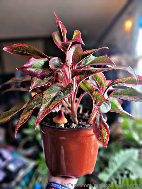 mature onlyfans xxx pics