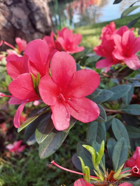 Agusvenus top actress picture