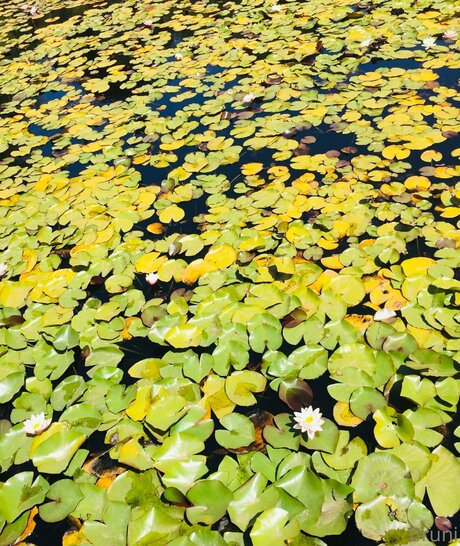 Brunabyers pornstar erotic pic