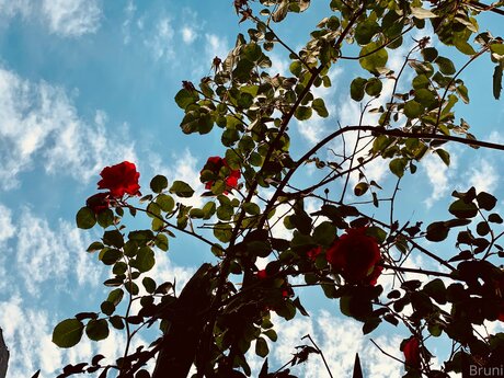 Brunabyers model nude pictures