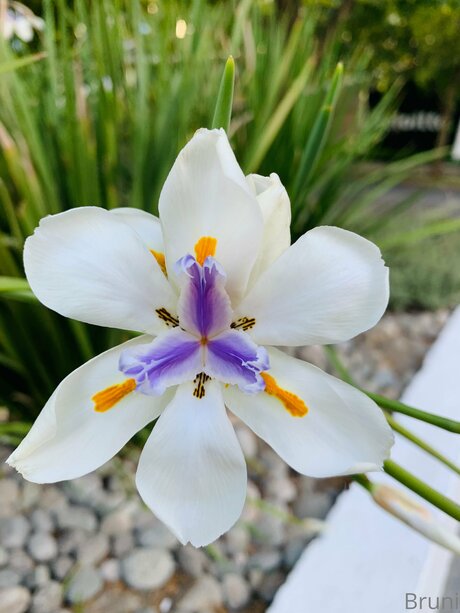 Brunabyers model beautiful photo