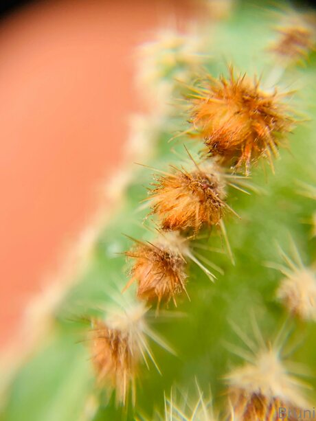 Brunabyers porn actress pictures